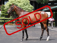 TAVISTOCK x SATIN SLIPPER FILLY..
